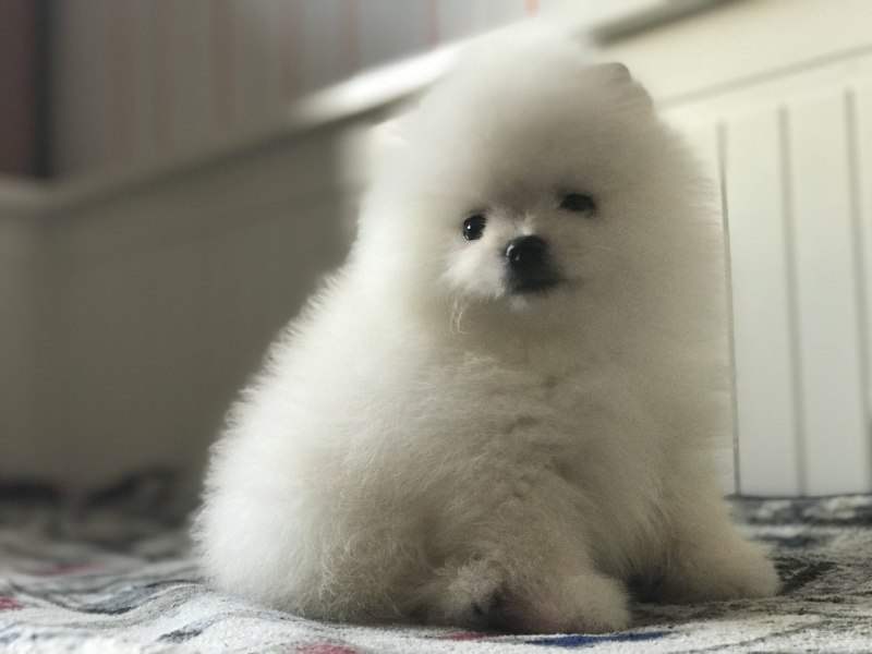 Померанский шпиц корейский
