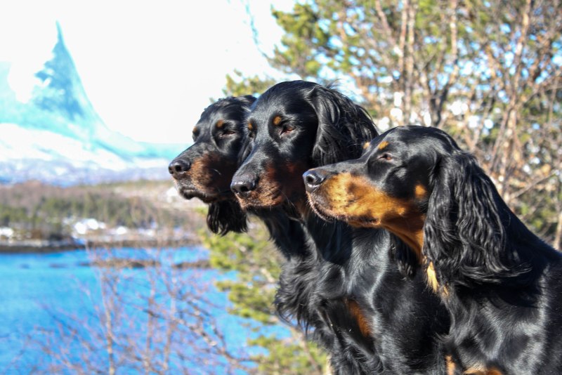 Gordon Setter порода собак