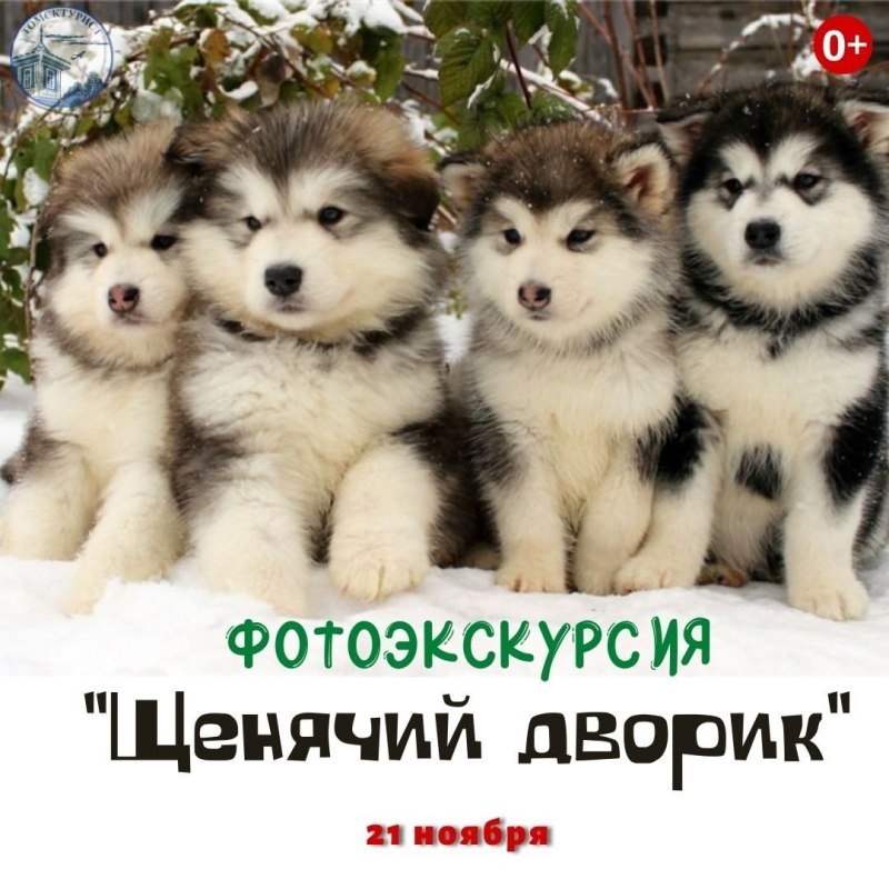 Аляскинский маламут щенок