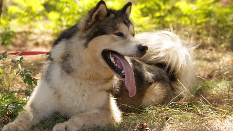 Alaskan Malamute Puppy