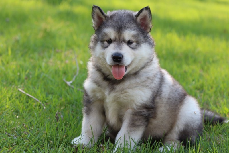 Alaskan Malamute щенки