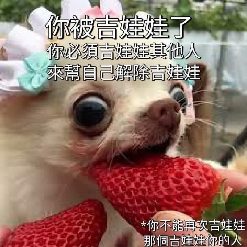 Продукты для чихуахуа