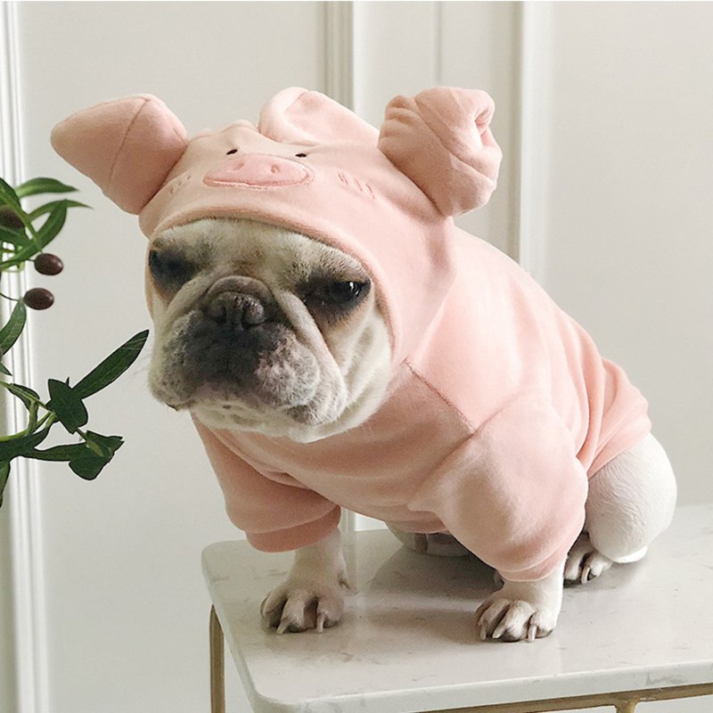 Необычные домашние животные