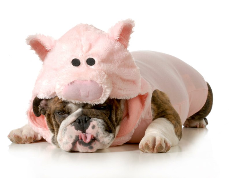 Собака Pig
