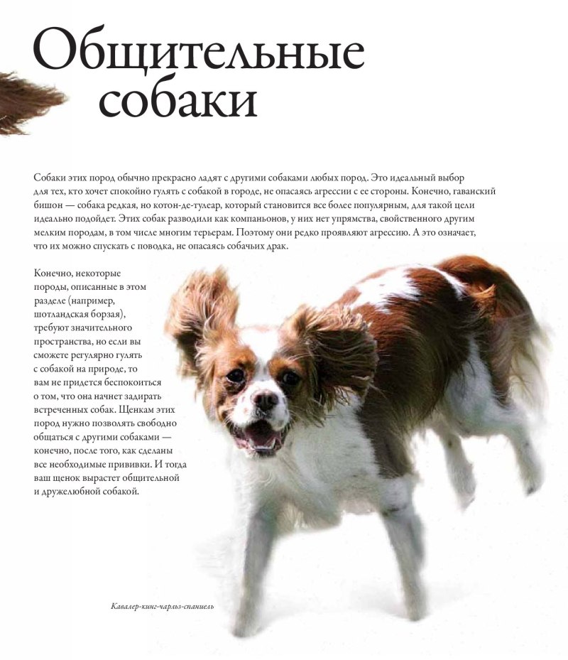 Наследование окрасов немецкой овчарки