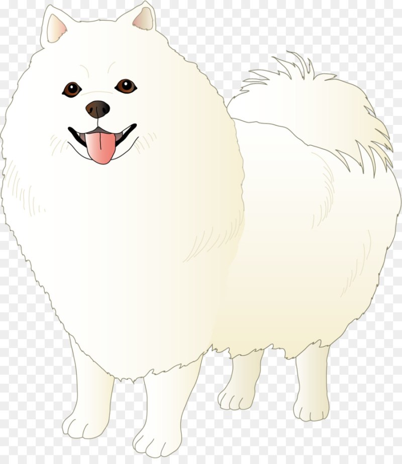 Немецкий шпиц белый