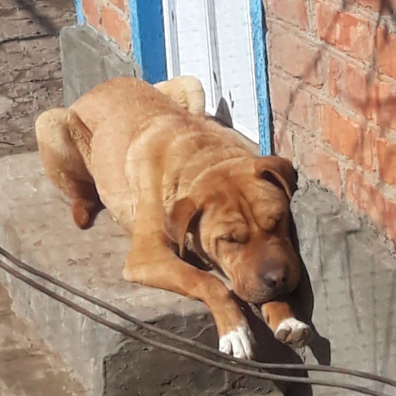Помесь черного шарпея и питбуля