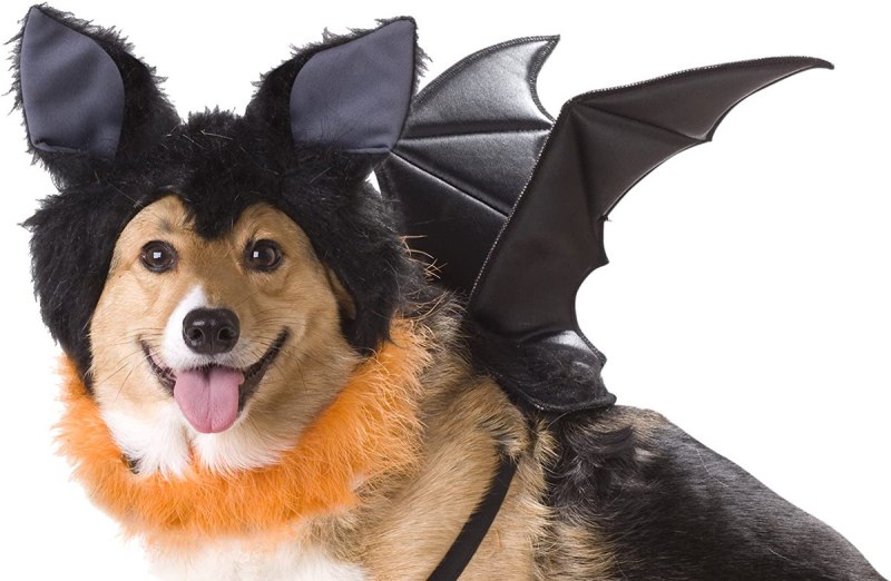 Dogwifhat Jojo