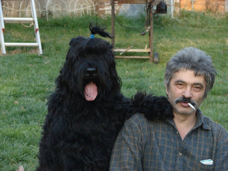 Ризеншнауцер атакует