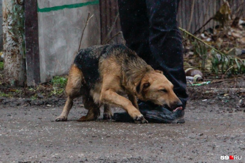 Замахнуться палкой на собаку