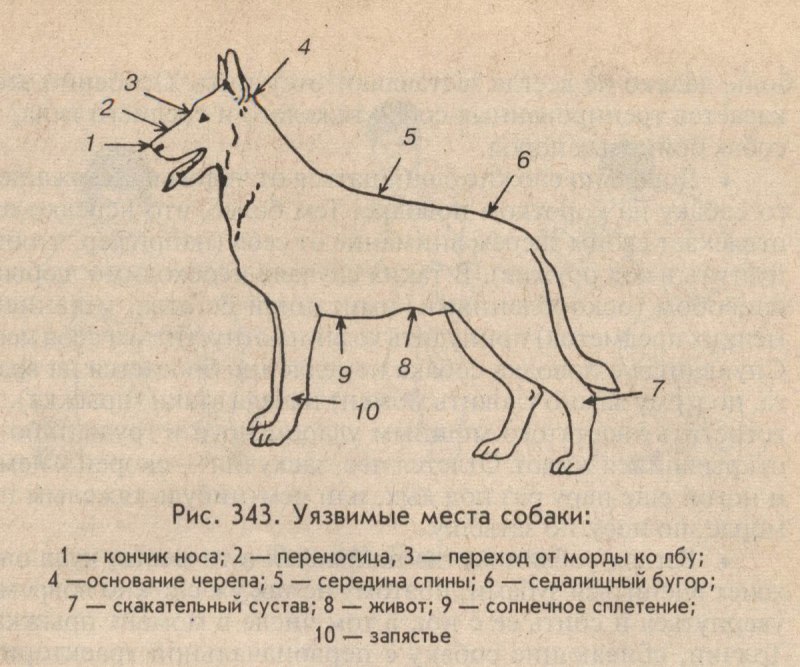 Собаку ругают
