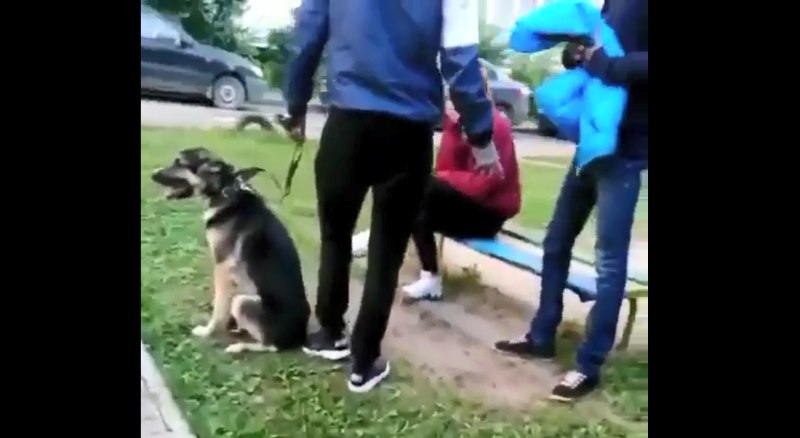 Погладь собаку