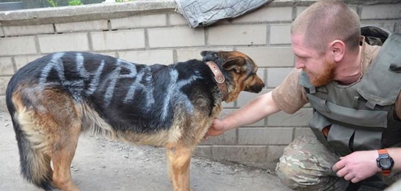 Собака вцепилась в ногу