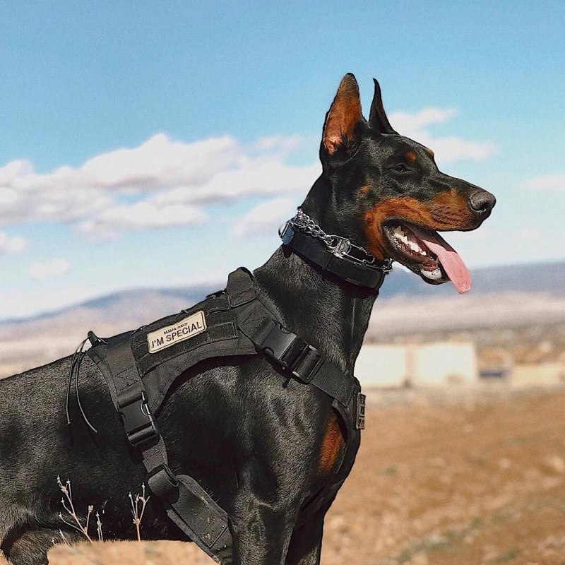 Доберман k9