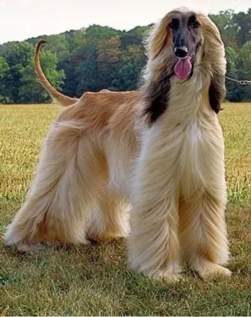 Афганская колли