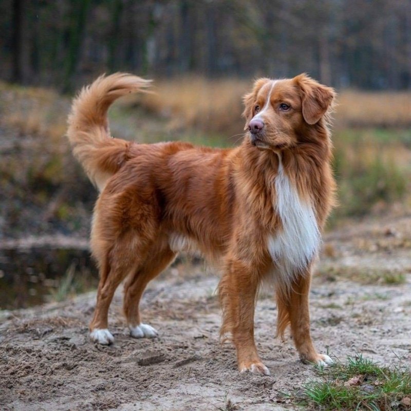 Колли длинношерстный