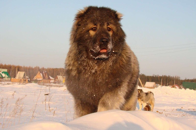 Шарпланинац Шарпланинская овчарка