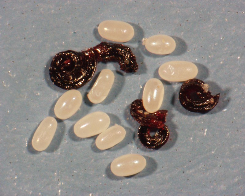 Кошачья токсокара Toxocara cati