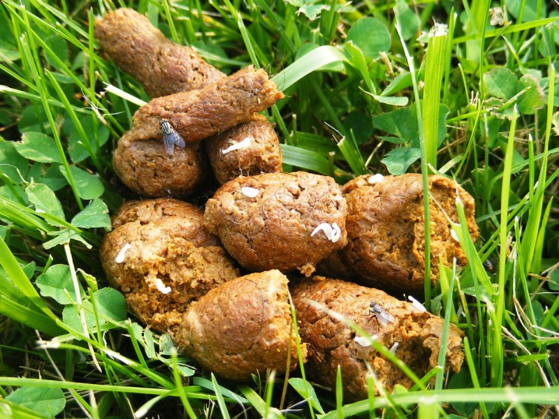 Экскременты с нематодой Toxocara canis