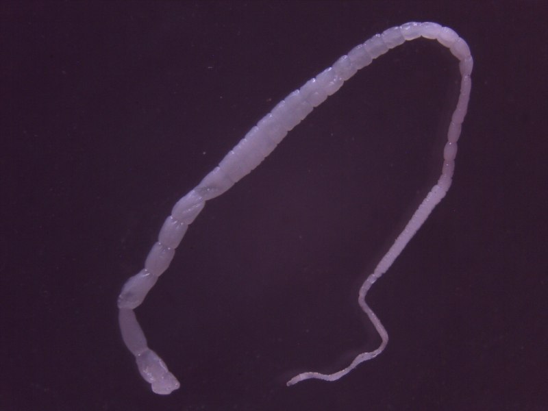 Dipylidium caninum (дипилидиоз, огуречный цепень)
