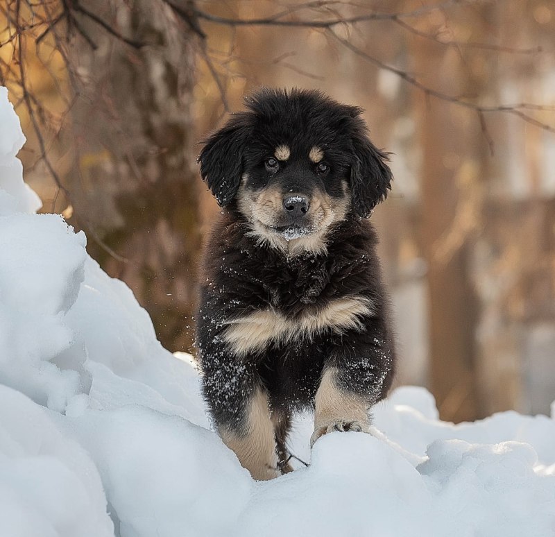 Щенки хотошо