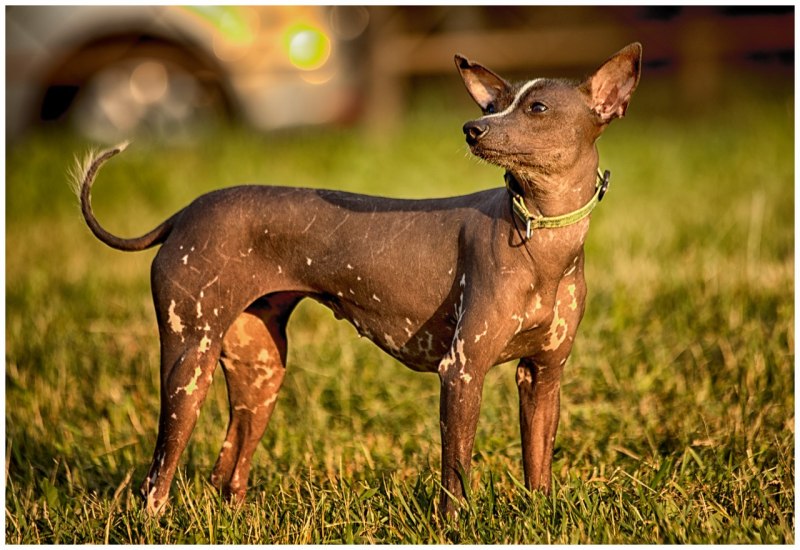 Ксолоитцкуинтли (миниатюрный) / Xoloitzcuintle (Miniature)