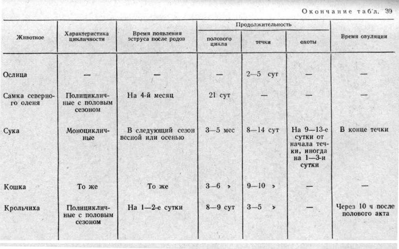 Таблица беременности собаки