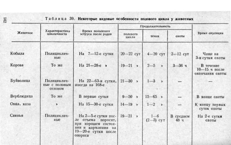 Картинки чихуахуа