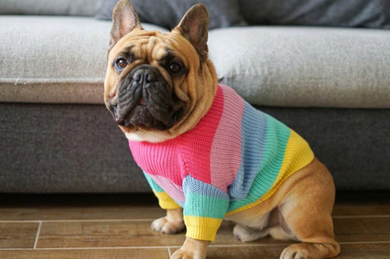 Frenchie одежда для собак