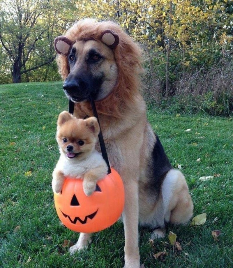 Собака бордер колли