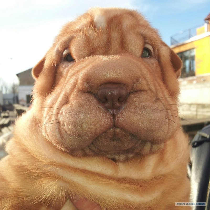 Шарпей слюнявый