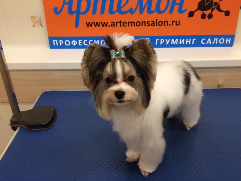 Бивер корейская стрижка