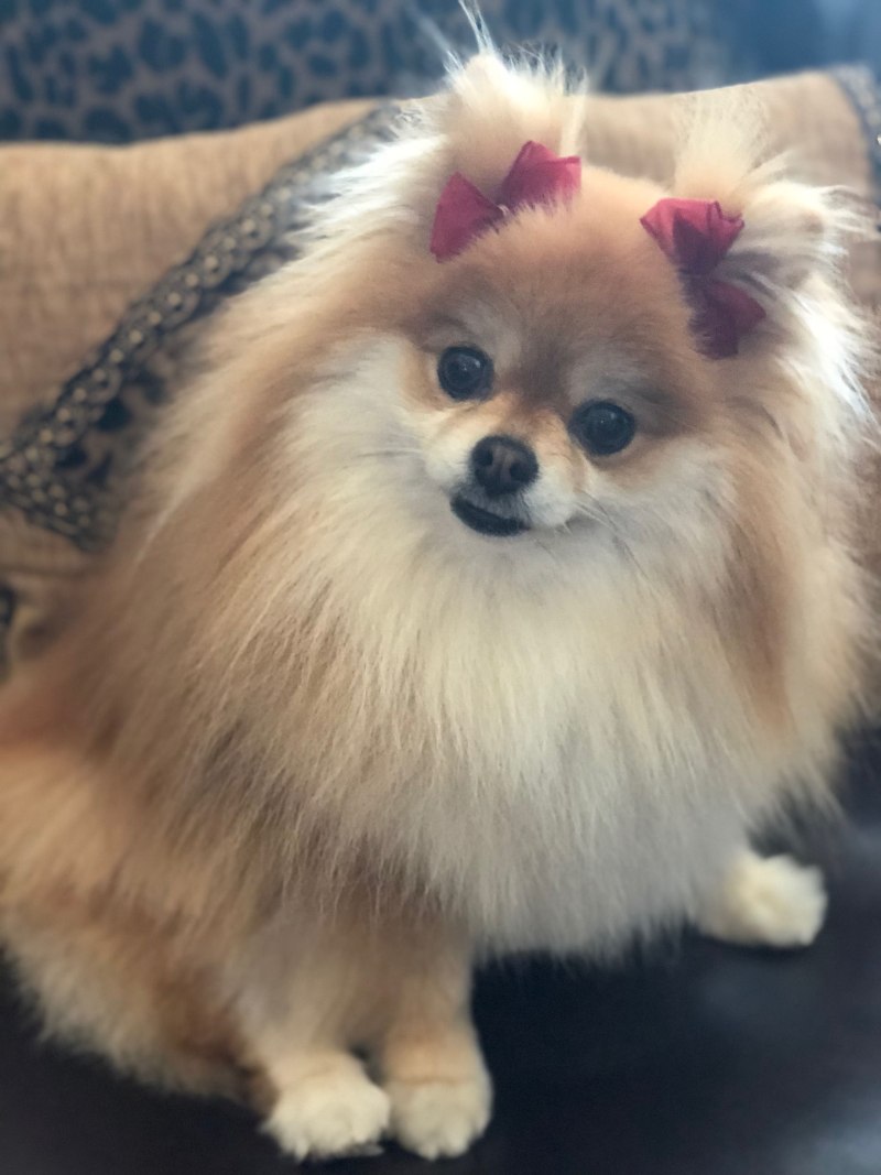 Померанский шпиц Boo