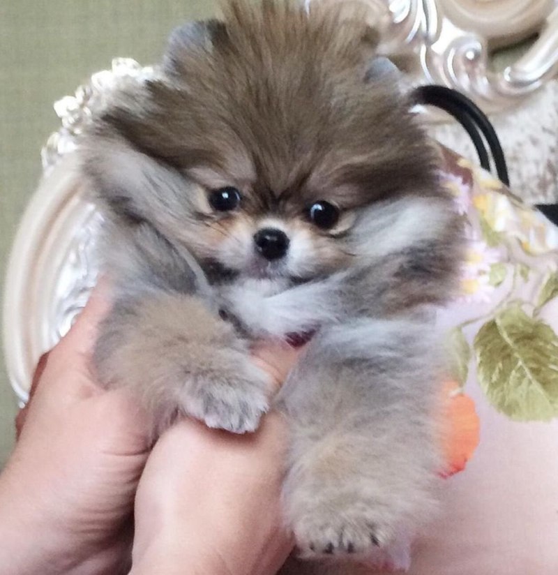 Карманный померанский шпиц