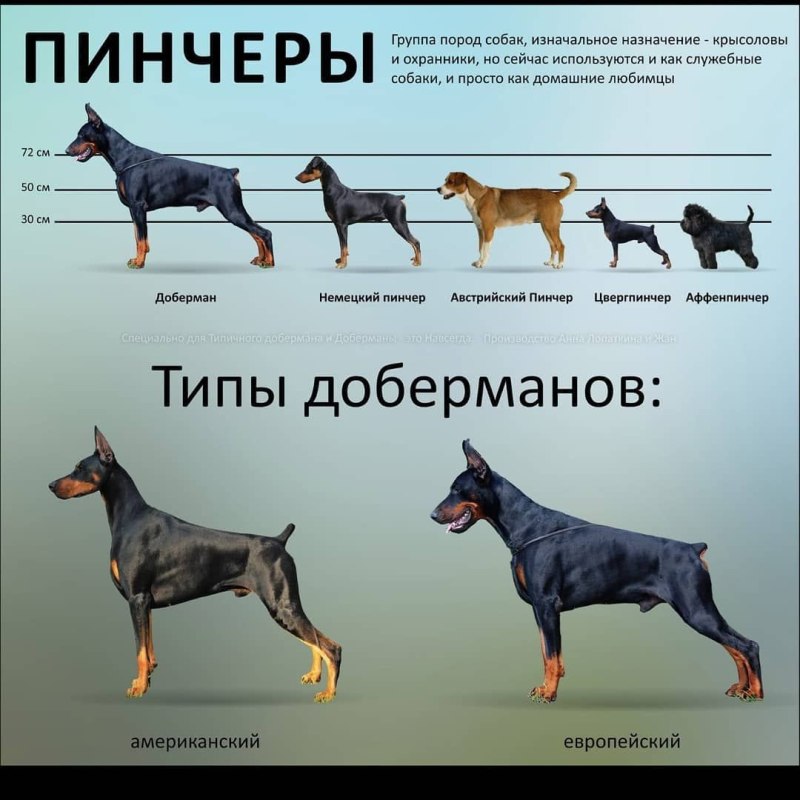 Доберманы 2 собаки