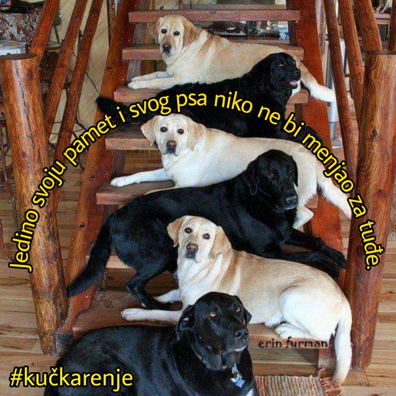 Лабрадоры стайка