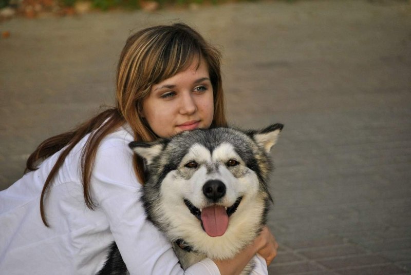 Маламут и девушка