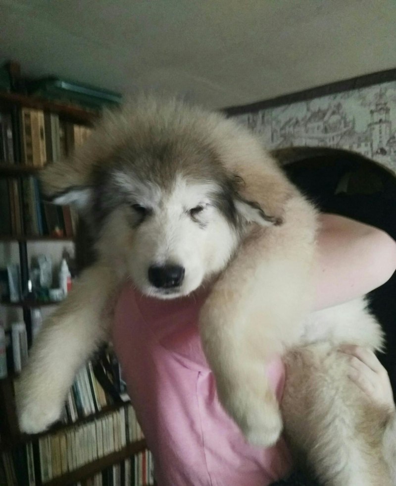 Маламут тибетский щенок