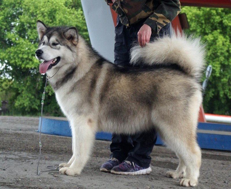 Аляскинский маламут