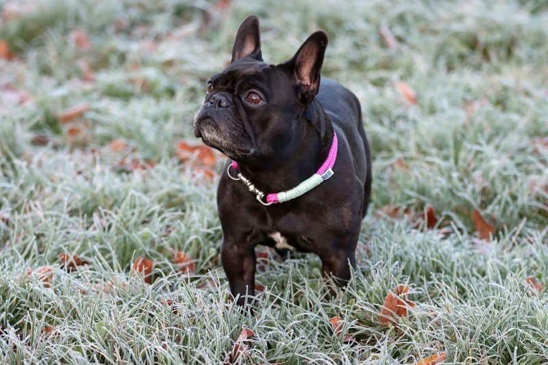 Bouledogue