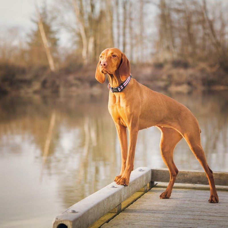 Vizsla Puppy
