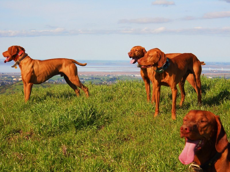 Порода собак похожая на венгерский Vizsla