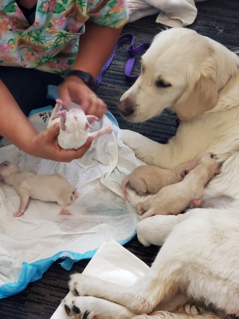 Собака лабрадор щенки новорождённые
