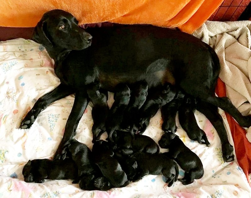 Только родившиеся щенки