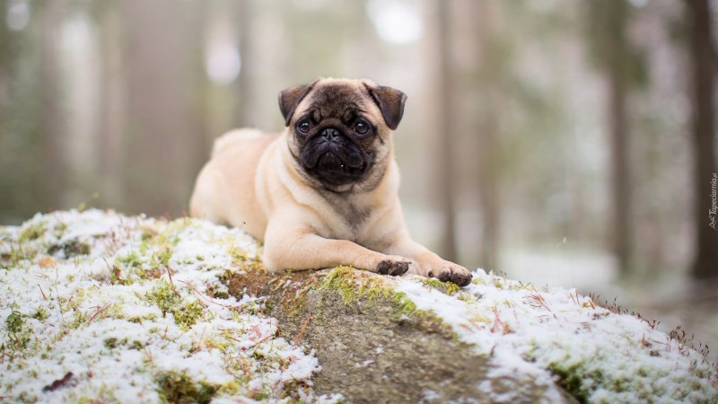 Pug Мопс