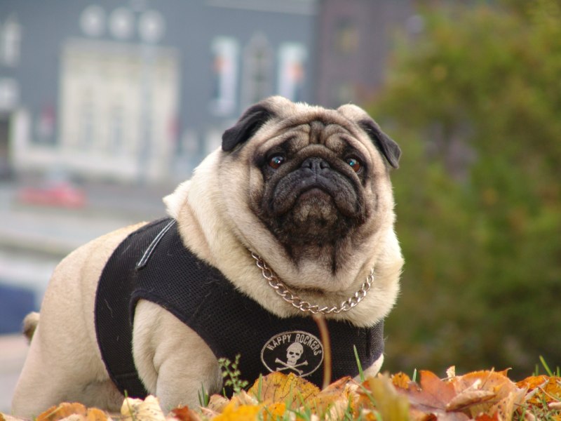 Pug Мопс