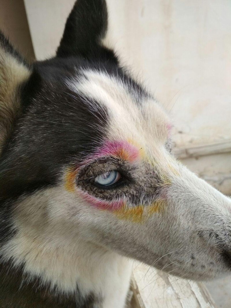 Гнойный конъюнктивит у собак