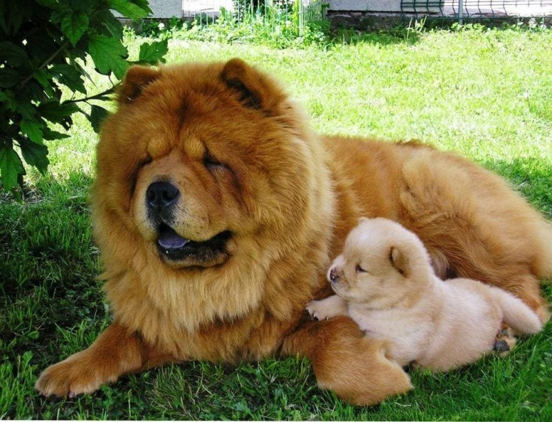 14 Dogs