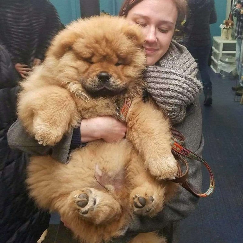 Чао Чао с человеком