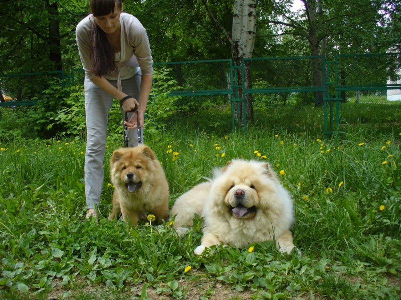 Чао Чао с человеком